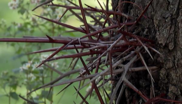 史前動物廣翅鱟：專吃海洋“浮屍”，4億年前最先登陸地面的動物