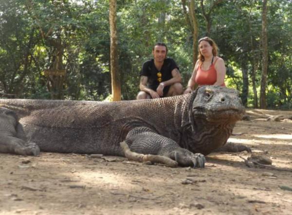 科莫多巨蜥的毒液有多可怕？被咬後會怎樣？國外用豬肉做了實驗