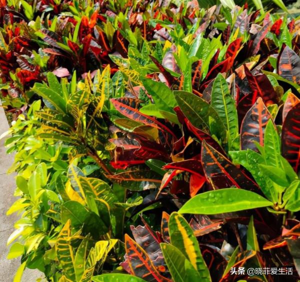 漂亮的有毒花！認識20種“大毒花”，遠離危險