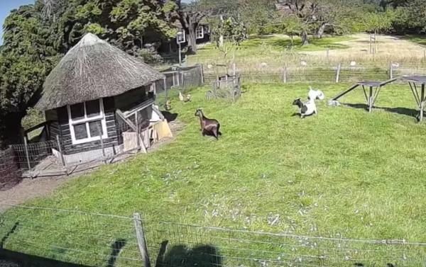 農場的母雞被老鷹偷襲,好在一旁的公雞和小羊挺身而出,救它一命 農場的母雞被老鷹偷襲,好在一旁的公雞和小羊挺身而出,救它一命