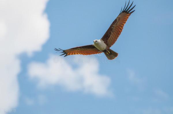民間故事傳說:諸葛亮手中扇子的來歷 民間故事傳說:諸葛亮手中扇子的來歷