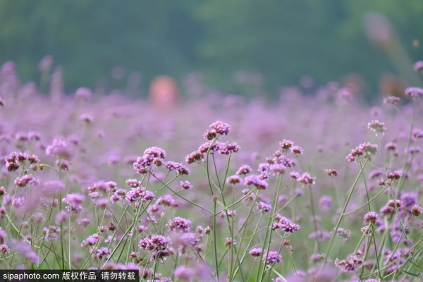 免費!這個浪漫如普羅旺斯的花海,就在咱北京! 免費!這個浪漫如普羅旺斯的花海,就在咱北京!