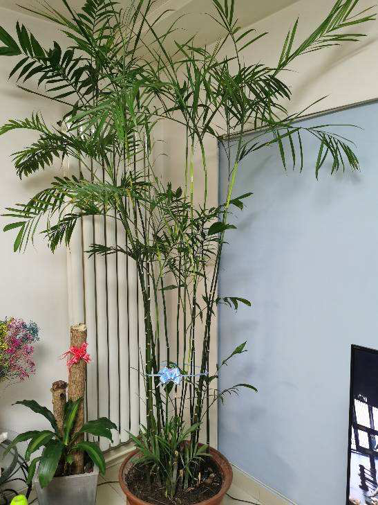 想要家中多貴氣，當然要養歲寒三友，冬天養更合適