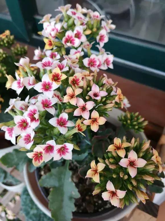 人養花,花亦養人!這11種能養人的“健康花”,建議至少養一種 人養花,花亦養人!這11種能養人的“健康花”,建議至少養一種