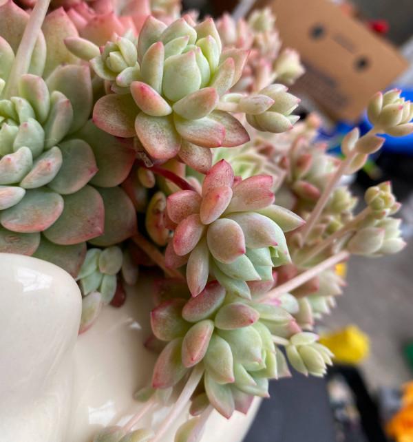 養多肉，有一點很關鍵，枝葉茁壯變老樁，顏色狀態都很贊