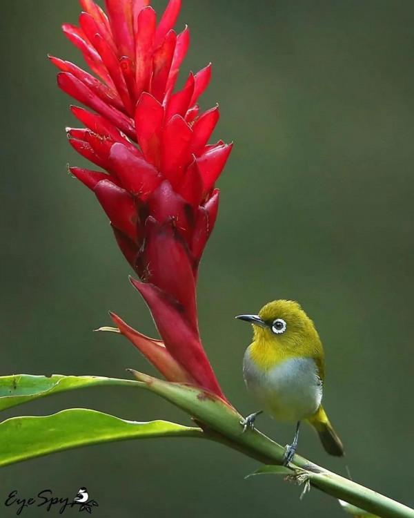美麗動人的花鳥圖