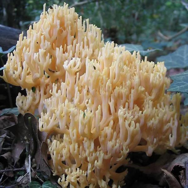 雲南八大野生菌類，食之難以忘懷