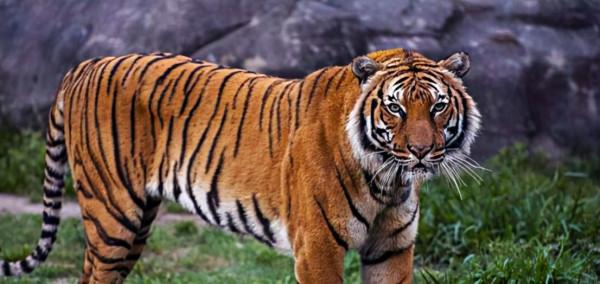 江西多人看見野生華南虎，為何專家還說它們滅絕了？問題出在哪？