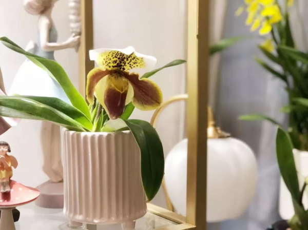 今年，養一棵兜蘭呀