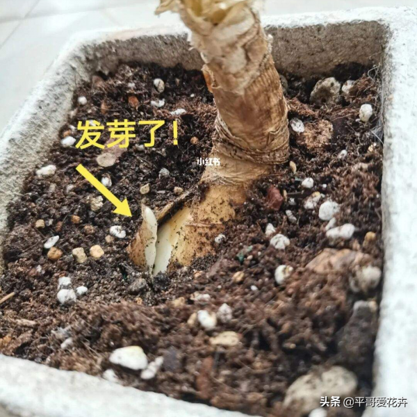 網購需謹慎，元旦將近，花販子常見的3種“套路”，您中招了嗎