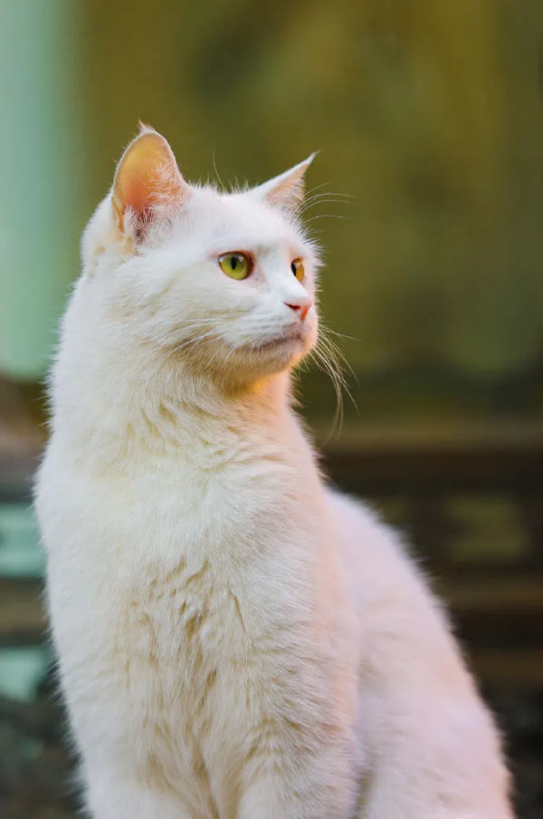 生命不能承受之…重