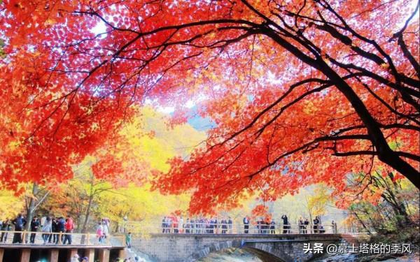 中國最美的10個紅葉景區,每一個都美到極致,你去過幾個? 中國最美的10個紅葉景區,每一個都美到極致,你去過幾個?