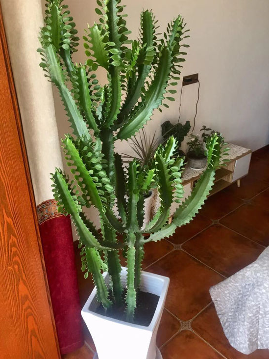 5種霸氣花，個個“醜八怪”卻吉利鎮宅，丟在角落不管，一樣爆棚