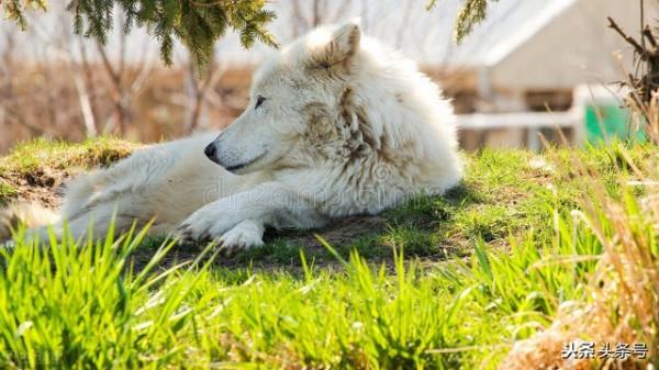 川藏線人狼奇緣