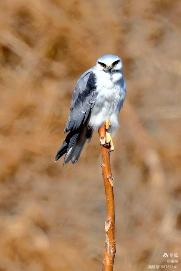 俊美空中小霸主“黑翅鳶”