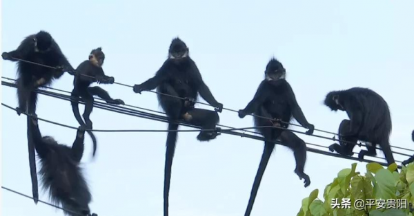 國家一級保護動物！全球只有1900多隻的野生黑葉猴，在貴州這裡就有1200多隻！