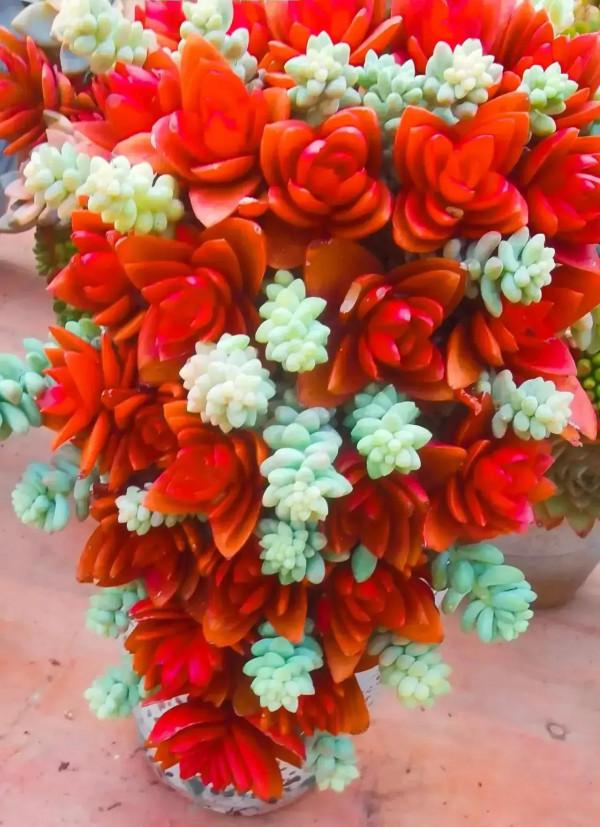 分享圖片，可愛的多肉們，收藏了