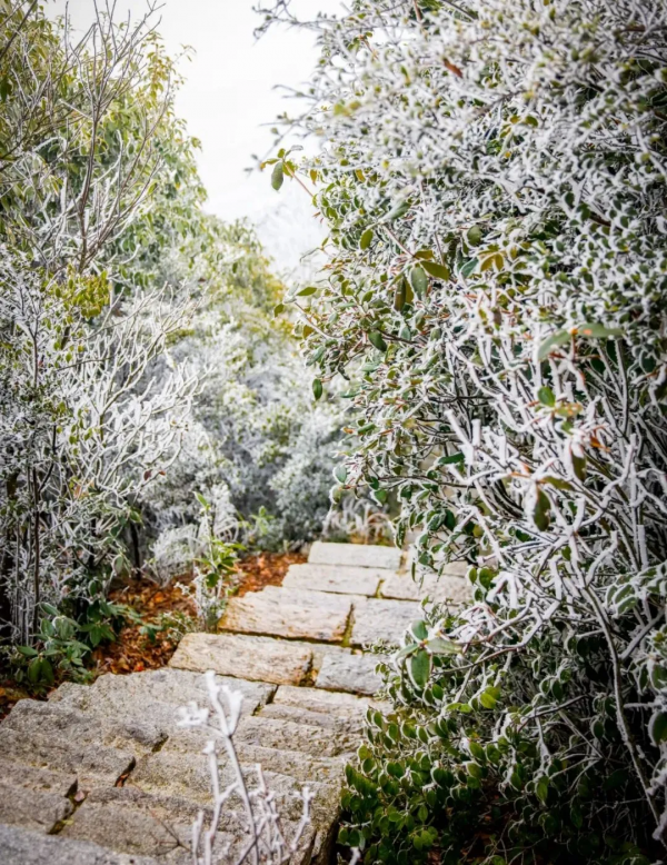 降溫有驚喜！南國山巔邂逅冰雪奇緣