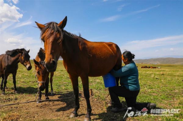新疆特種乳品質過硬 市場需求量大 年銷售額超30億元