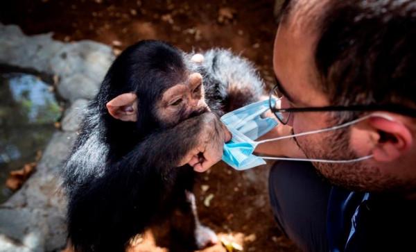 伊朗黑猩猩棄嬰被人類撫養長大，它卻被自己的同類殺死了