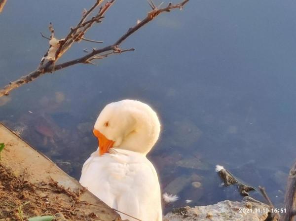 鴨。。。。。。 鴨。。。。。。