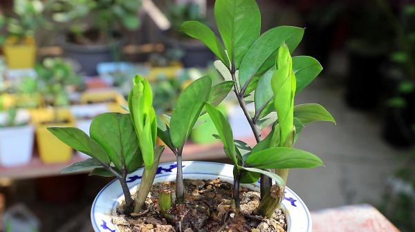 金錢樹不愛長新芽，掌握“3個要點”，小芽一個接一個