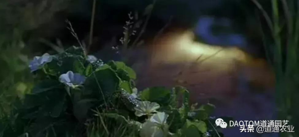 花友的假期影單推薦:這幾部園藝主題電影希望能治癒你的心 花友的假期影單推薦:這幾部園藝主題電影希望能治癒你的心