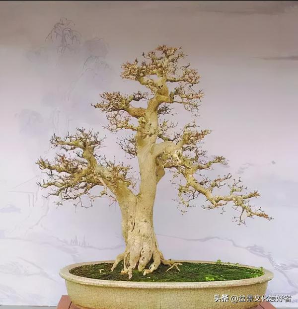 盆景製作口訣（建議收藏）