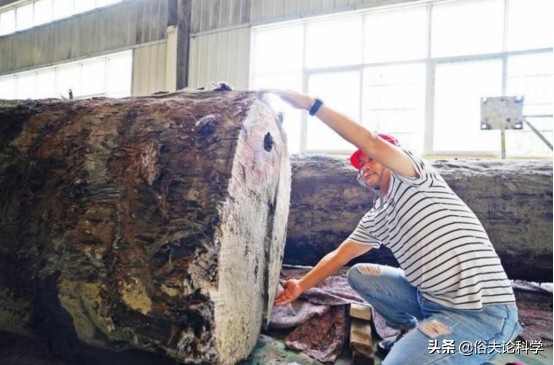 太值錢了!四川一工地發現40米長的烏木,如果不上交會怎樣? 太值錢了!四川一工地發現40米長的烏木,如果不上交會怎樣?