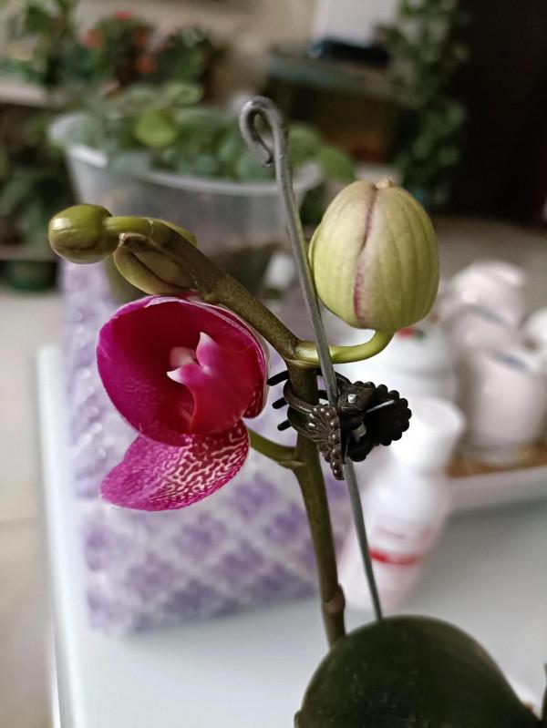 記錄蝴蝶蘭花開時刻