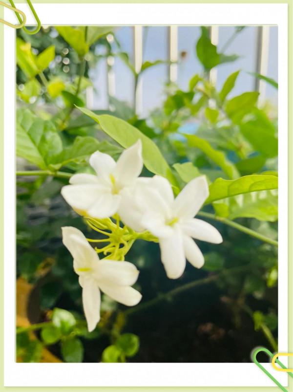 空中花園成就了我的夢想