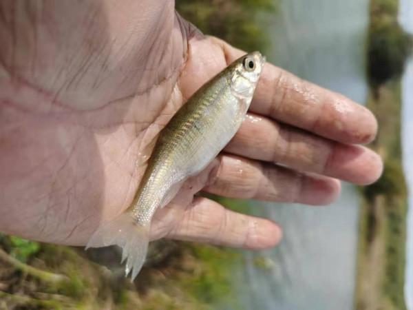 我本來想著搶在洪峰前釣釣魚，沒成想差點沒走出來……