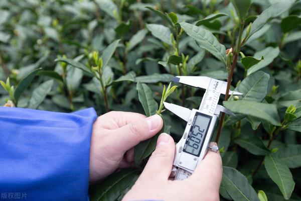 走不出去的中國茶，差在哪裡了？