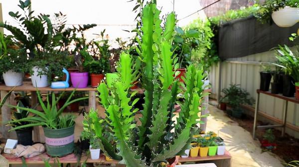 農村現在也愛種植龍骨花，能長2米多高，你是不是心動了