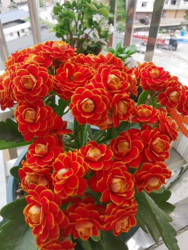 “不易死”的5種花，吉祥又大氣，少管“控水”才能開成大花球