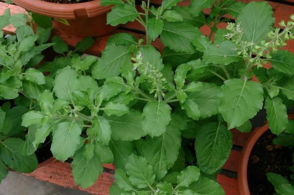 羅勒、聖羅勒、甜羅勒和河南“荊芥”，到底什麼關係？