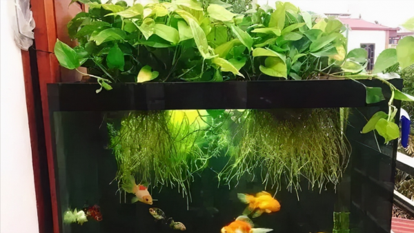 如何解決魚缸水綠的問題