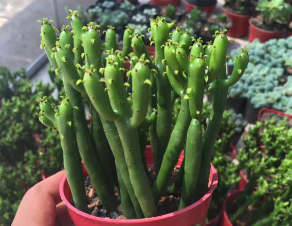 7種“帶毒花”，汁液毒性大，喜歡養在家裡，最好少動它