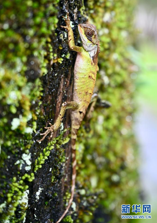 武夷山國家公園究竟有多美？這些大圖定能“撩”到你