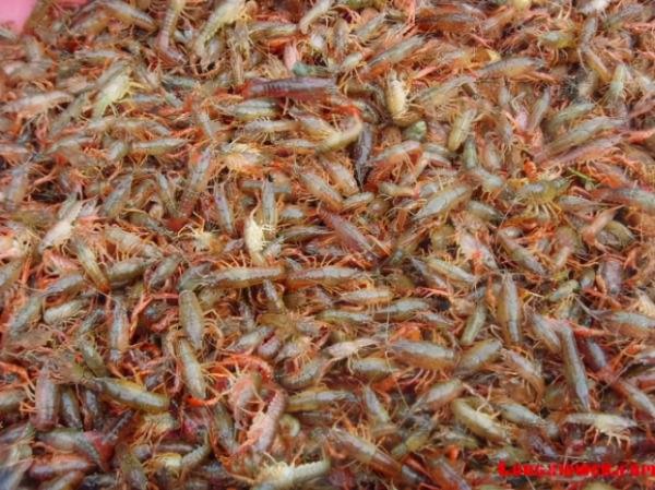 小龍蝦為什麼會成為入侵物種?一探小龍蝦究竟 小龍蝦為什麼會成為入侵物種?一探小龍蝦究竟