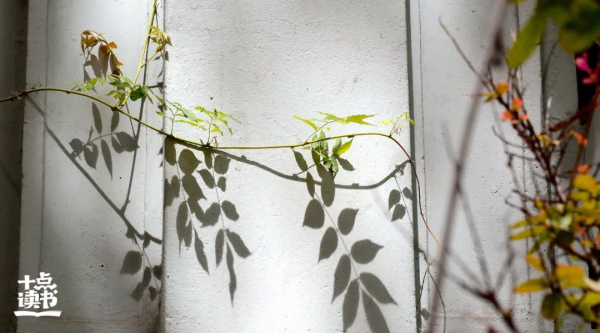 驚人的三個強者定律：青蛙定律、蘑菇定律、跳蚤定律