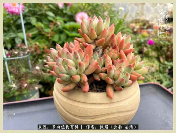 正是花好月圓時，再訪楊姐的屋頂花園