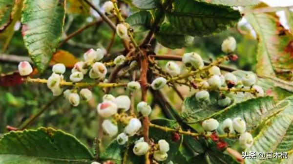 帶你一起回味62種南方野果子,它們是物質匱乏年代小朋友的零食 帶你一起回味62種南方野果子,它們是物質匱乏年代小朋友的零食