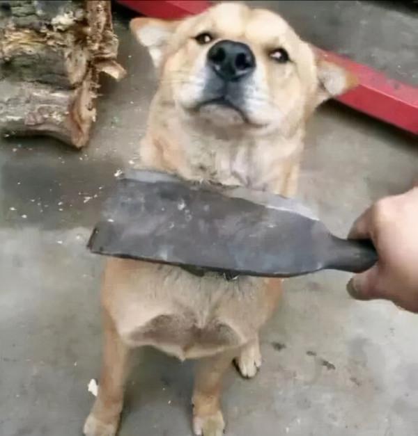 看到這波更新，我再也不想用QQ了