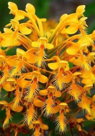 奇妙的大自然，奇妙的花