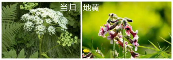 這兩味藥材鴛鴦配,補養血氣,讓你的寶寶更健康 這兩味藥材鴛鴦配,補養血氣,讓你的寶寶更健康