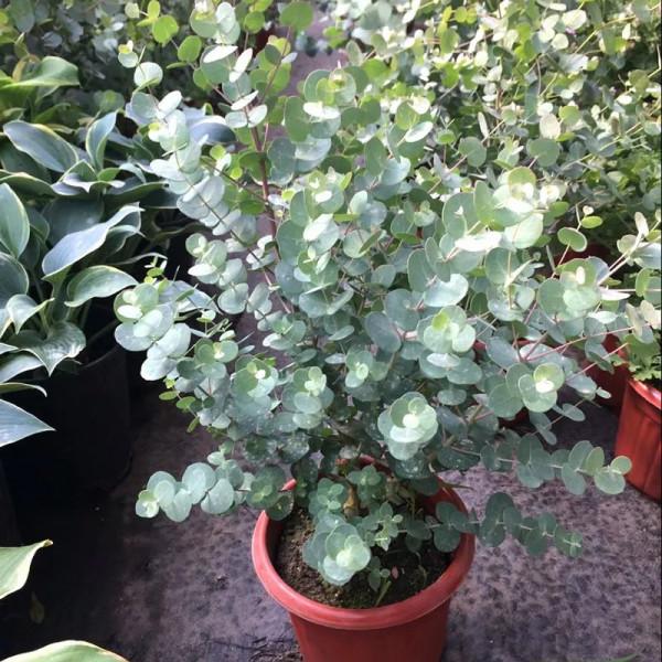 100種觀葉綠植,50種大型的,50種小型的,家裡沒有陽光也能養 100種觀葉綠植,50種大型的,50種小型的,家裡沒有陽光也能養