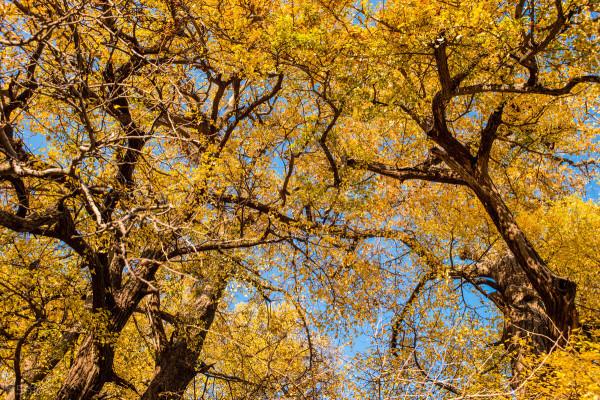 泡芙的生活故事：立冬時節的一碗簡陽羊肉湯