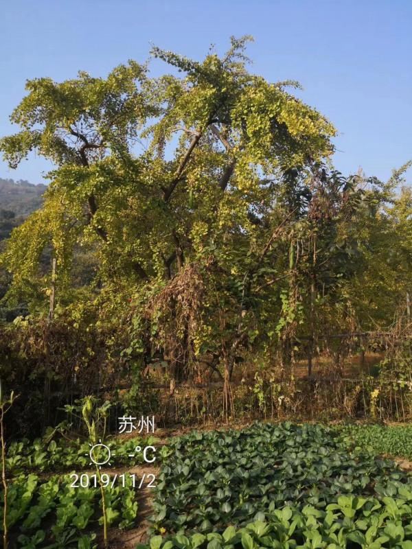 太湖銀杏村,家家戶戶都有幾棵百年銀杏樹,從蘇州坐2元公交能到 太湖銀杏村,家家戶戶都有幾棵百年銀杏樹,從蘇州坐2元公交能到