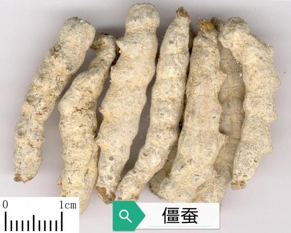 中藥古今研究：殭蠶